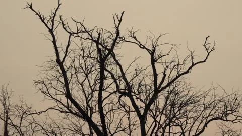 Tree silhouette during sunset. tree is without leaves isolate. Tree branches Stock Photos
