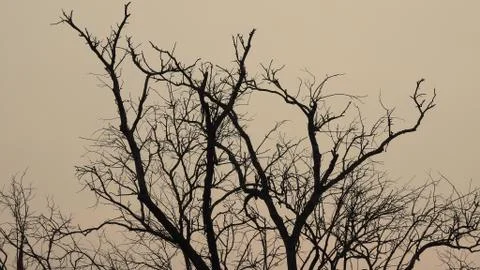 Tree silhouette during sunset. tree is without leaves isolate. Tree branches 写真素材