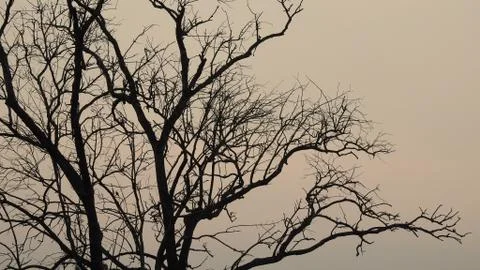 Tree silhouette during sunset. tree is without leaves isolate. Tree branches 写真素材