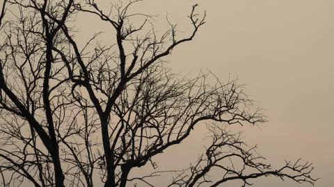 Tree silhouette during sunset. tree is without leaves isolate. Tree branches 写真素材