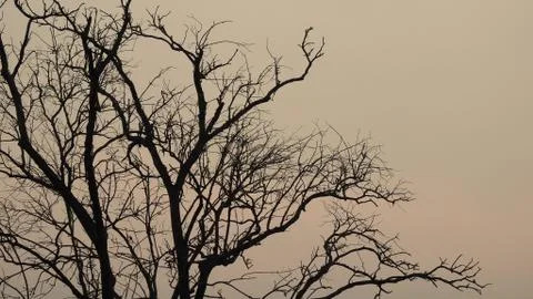 Tree silhouette during sunset. tree is without leaves isolate. Tree branches Stock Photos