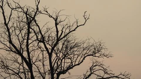 Tree silhouette during sunset. tree is without leaves isolate. Tree branches Stock Photos