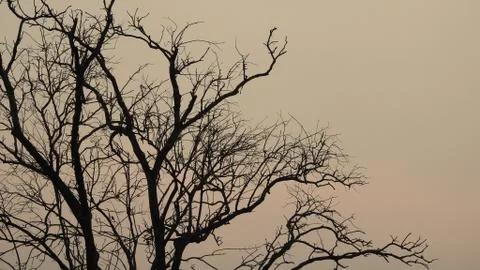 Tree silhouette during sunset. tree is without leaves isolate. Tree branches Foto stock