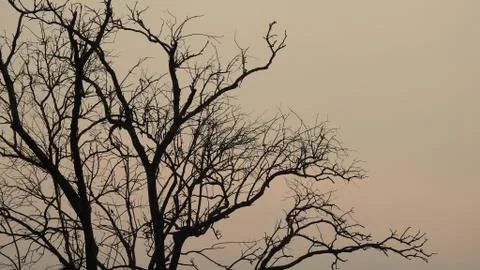 Tree silhouette during sunset. tree is without leaves isolate. Tree branches 写真素材