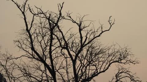 Tree silhouette during sunset. tree is without leaves isolate. Tree branches 写真素材