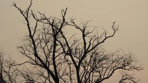 Tree silhouette during sunset. tree is without leaves isolate. Tree branches Stock Photos