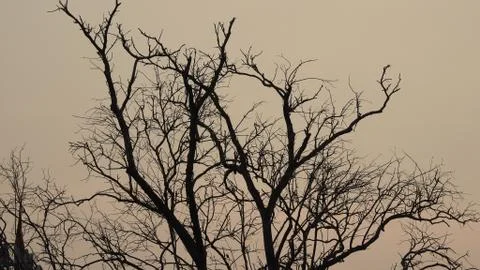 Tree silhouette during sunset. tree is without leaves isolate. Tree branches 写真素材