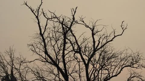 Tree silhouette during sunset. tree is without leaves isolate. Tree branches Stock Photos