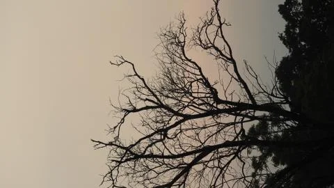 Tree silhouette during sunset. tree is without leaves isolate. Tree branches 库存照片