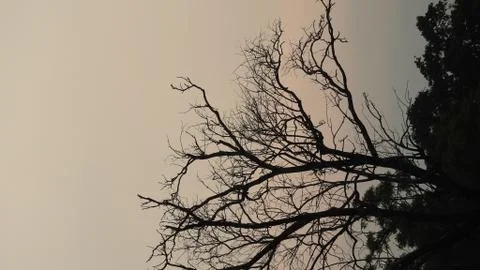 Tree silhouette during sunset. tree is without leaves isolate. Tree branches Stock Photos