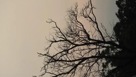 Tree silhouette during sunset. tree is without leaves isolate. Tree branches 写真素材