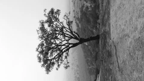 Tree silhouette during sunset. tree is without leaves isolate. Tree branches 写真素材
