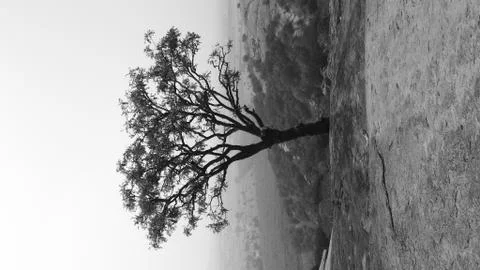 Tree silhouette during sunset. tree is without leaves isolate. Tree branches 写真素材