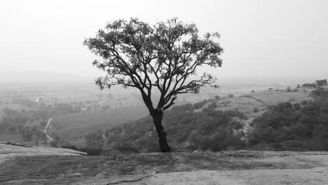 Tree silhouette during sunset. tree is without leaves isolate. Tree branches 写真素材