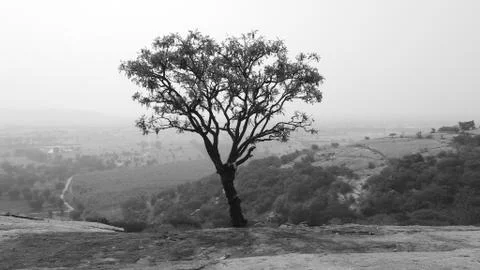 Tree silhouette during sunset. tree is without leaves isolate. Tree branches Stock Photos