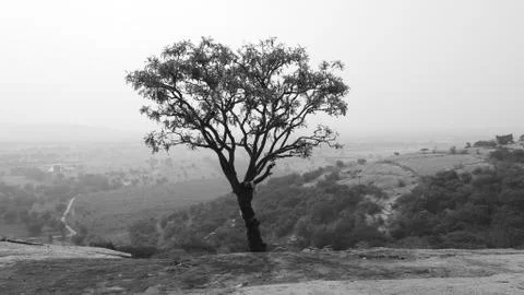 Tree silhouette during sunset. tree is without leaves isolate. Tree branches 写真素材