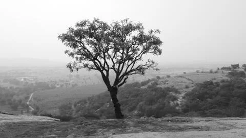 Tree silhouette during sunset. tree is without leaves isolate. Tree branches Stock Photos