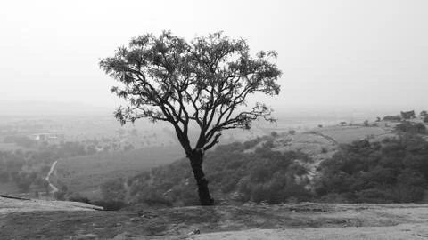 Tree silhouette during sunset. tree is without leaves isolate. Tree branches 写真素材
