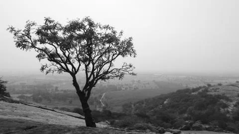 Tree silhouette during sunset. tree is without leaves isolate. Tree branches Stock Photos
