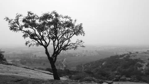 Tree silhouette during sunset. tree is without leaves isolate. Tree branches 스톡 사진