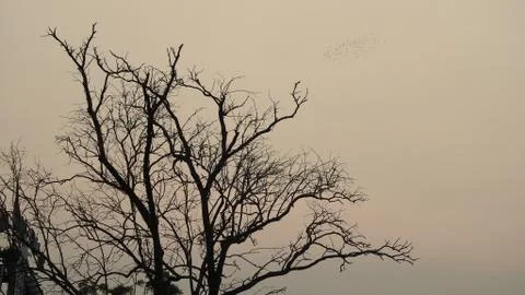 Tree silhouette during sunset. tree is without leaves isolate. Tree branches Stock Photos