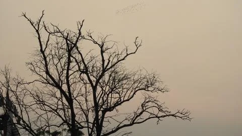 Tree silhouette during sunset. tree is without leaves isolate. Tree branches Stock Photos