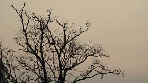 Tree silhouette during sunset. tree is without leaves isolate. Tree branches Stock Photos