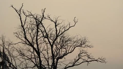 Tree silhouette during sunset. tree is without leaves isolate. Tree branches Stock Photos