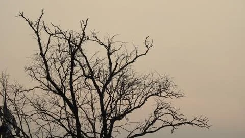 Tree silhouette during sunset. tree is without leaves isolate. Tree branches Stock Photos