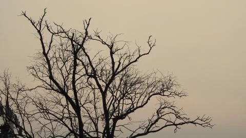 Tree silhouette during sunset. tree is without leaves isolate. Tree branches Stock Photos