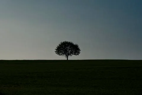 Tree silhouette on an empty field Stock Photos