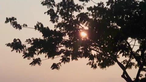 Tree silhouette at the evening time Stock Footage 253594259