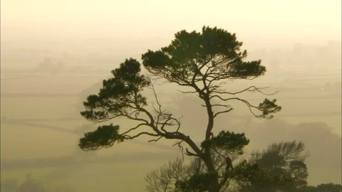 Tree in silhouette with fields behind Video stock 95604639