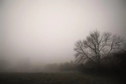 Tree silhouette in the fog on a rural meadow Stock Photos