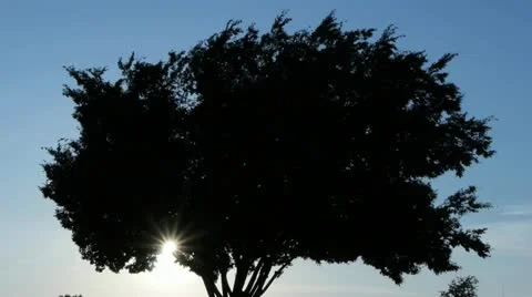 Tree silhouette Video stock 10920761