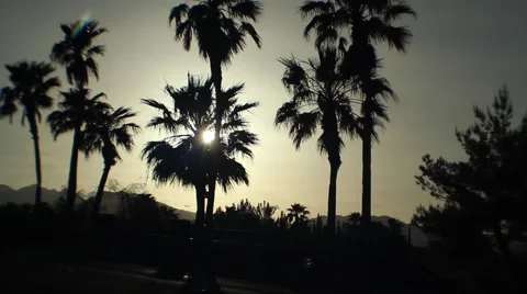 Tree silhouette  Stockbeeldmateriaal 58625002