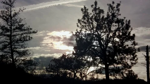 Tree Silhouette Video stock 82362002