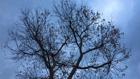 Tree in silhouette Stock Footage 92851049