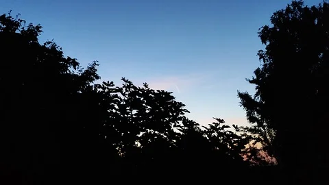 Tree Silhouette Stock Footage 115603713