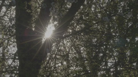 The Tree Silhouette Stock Footage 128798135