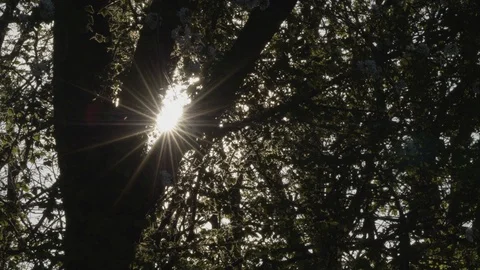 The Tree Silhouette Stock Footage 128841562