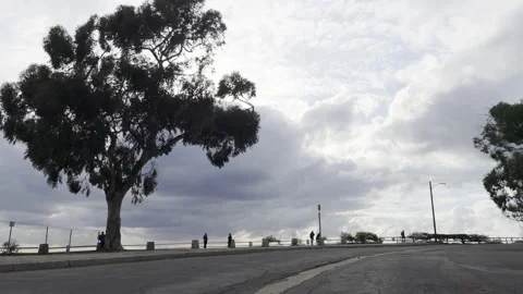 Tree Silhouette Video stock 147166300