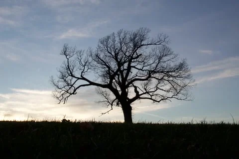Tree Silhouette Stock Footage 161330851