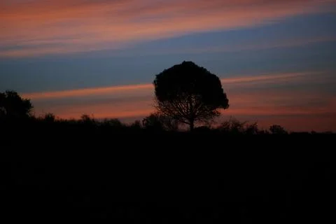 Tree silhouette in the the forest at dawn Stock Photos