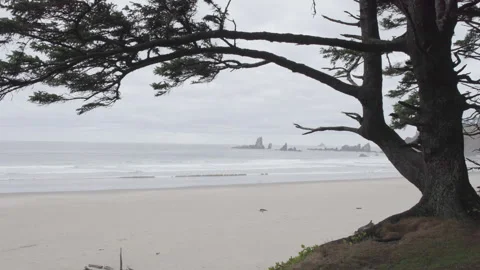 Tree silhouette Frames Rolling waves at low tide, Canon Beach Video stock 332255328