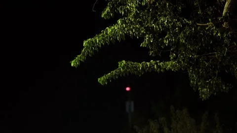 Tree Silhouette with a Hint of Red Light Stock Footage 290793843