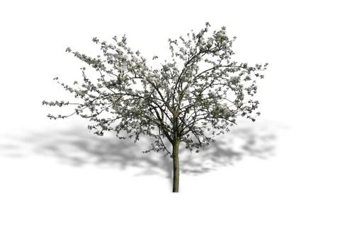 Tree silhouette Stock Illustration