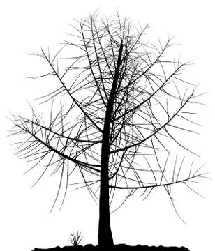 Tree silhouette. Stock Illustration
