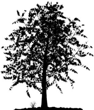 Tree silhouette. Stock Illustration
