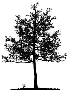 Tree silhouette. Stock Illustration